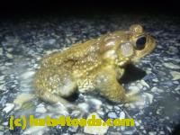 /home//u458753944/public_html/sourcegallery///Roxborough Toad Detour/2013-2019/2014/2014-04-07/P1140920.JPG